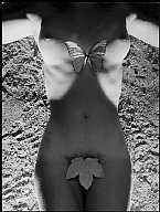 werner bischof switzerland 1941 zurich butterfly
